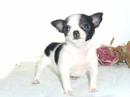 toy chihuahua for sale